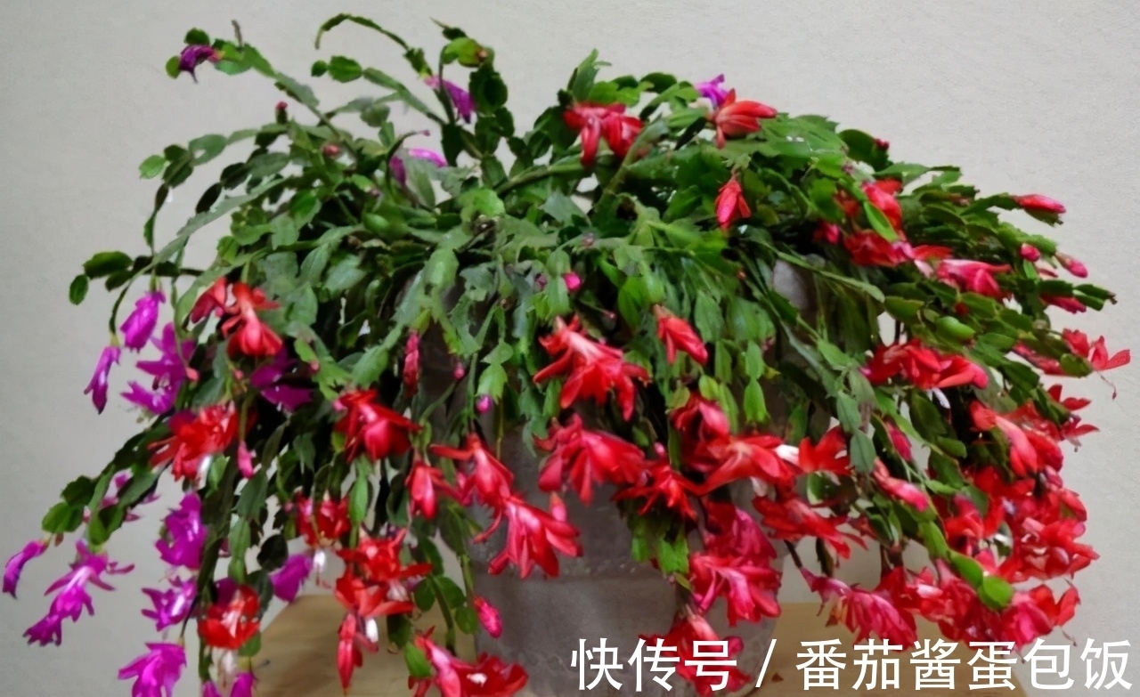 此花胜似“蟹爪兰”,花型美,花量大,一次可以嫁接多层