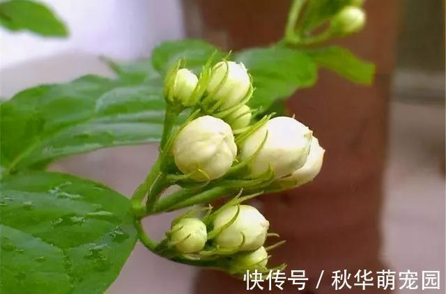 想要茉莉多开花,记住“十二字”口诀,一茬一茬开香花