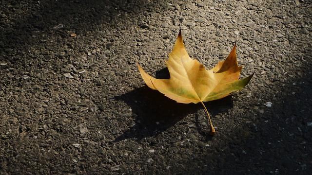 青衫@杨鑫诗词23首一抹斜阳对酒卮,忍将客路负佳时