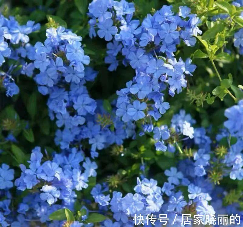 长寿花|学会一招,你家花什么时候开,由你说了算