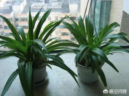  植物|卧室摆放哪些植物最好？