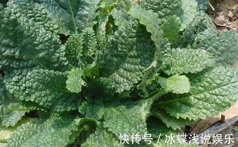 咳嗽|生长在农村的野草,长的虽丑,却可以止咳消炎,治咽炎,疗痔疮