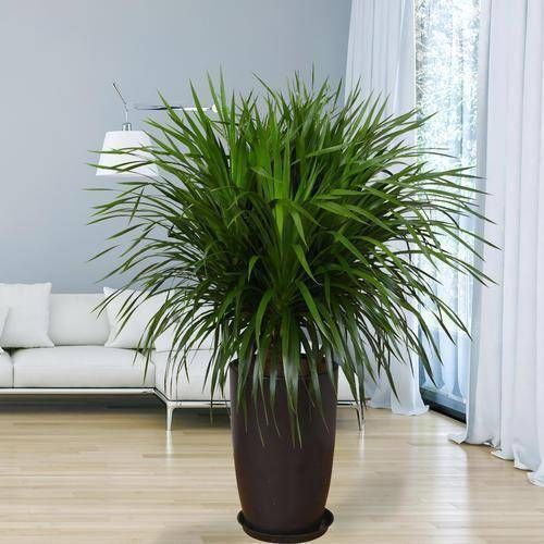 家里|有钱人最喜欢这3种“花”,摆在家里镇宅旺财,四季常青开花不断