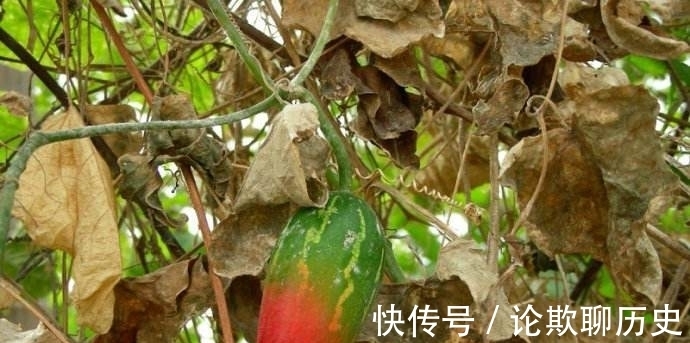 野果|农村有一野瓜，果实烂一地无人问津，其实它的根部才是“宝”