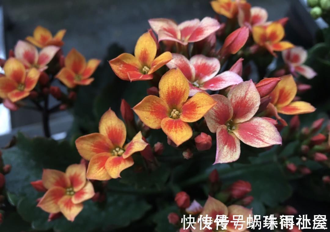 铃兰|30℃以上,10种花就先别养了,买一盆死一盆,别怪我没提醒你