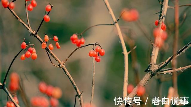 红叶&昨夜清霜冷絮裯,纷纷红叶满阶头