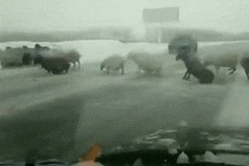 |搞笑GIF:如何优雅不失风度地撩妹 这一招果然厉害