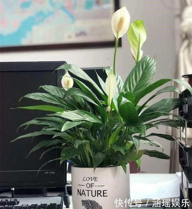 黄叶|养花施肥多麻烦!浇花水兑“养花宝”,实用又有效!