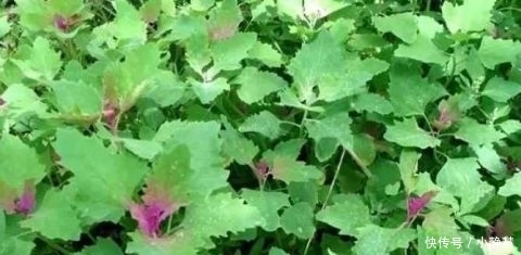 贫血|农村田间喂猪的野菜 能清热解毒 防贫血除口臭