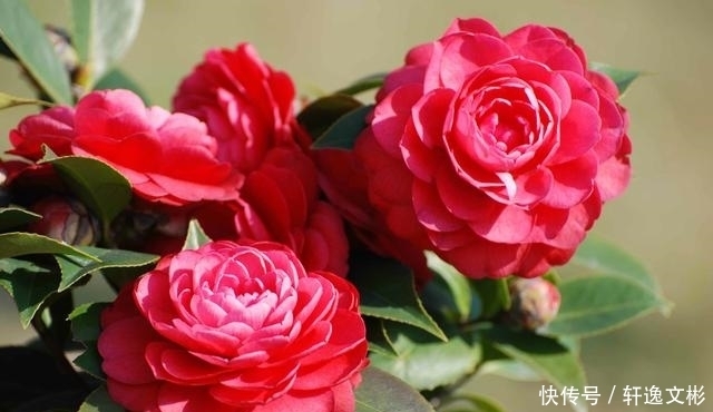 最值得拥有的盆栽佳品,花大香浓,花期长,幽香飘满屋