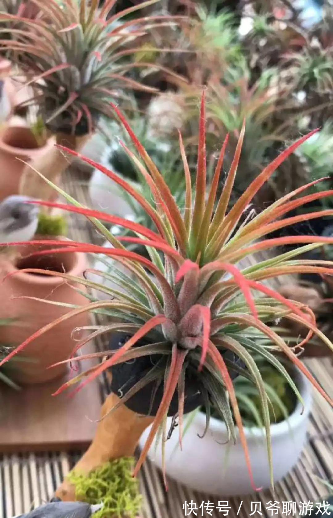 常春藤|9种流行“网红花”,挂起来更漂亮,串串花墙,垂下2米长