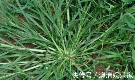 中暑|乡下处处可寻的一种草,是中暑的一剂良药,价值珍贵,药用价值高