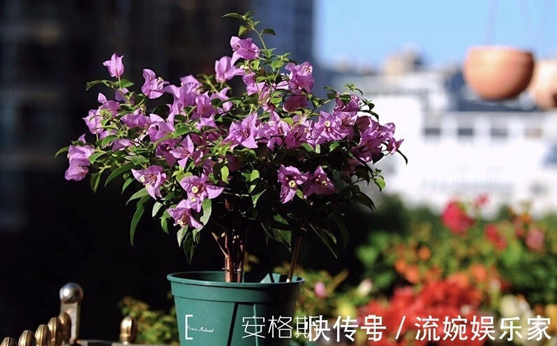 爆盆|喜欢三角梅“花朵爆盆”，首选8个品种，养护记住4个“小技巧”