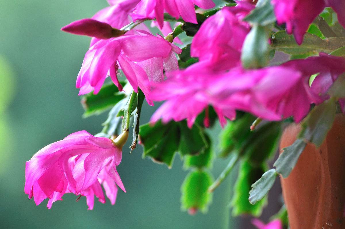 蟹爪兰总是萎蔫怎么办学会3个小技巧,茎枝翠绿粗壮,开花爆盆