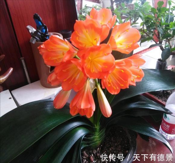 根系|夏天养君子兰,记住“2不要”,高温下好度夏,一连能养很多年