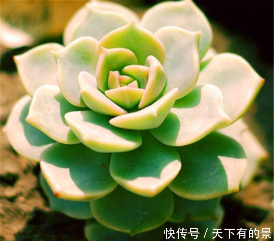 多肉中的“七色仙子”,造型独特色彩缤纷,7种风格各具特色