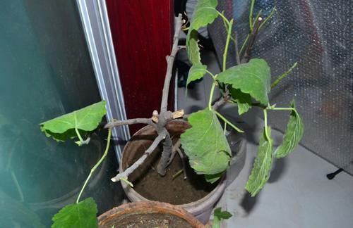 阳台养花过时了,盆栽这2款果树,赏花有果子吃,真令人羡慕