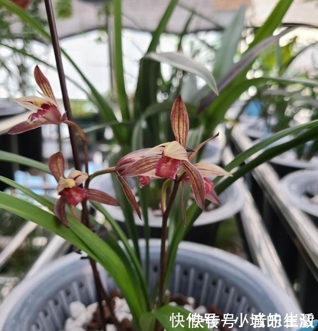 枫树|5种花扔外头,越下雨开得越好,超漂亮!5种花扔外头,越下雨开得越好,超漂亮!