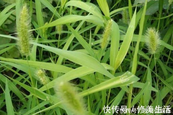 狗尾草|默默无闻的狗尾巴草，泡水喝竟有4个好处，男人女人都需要！