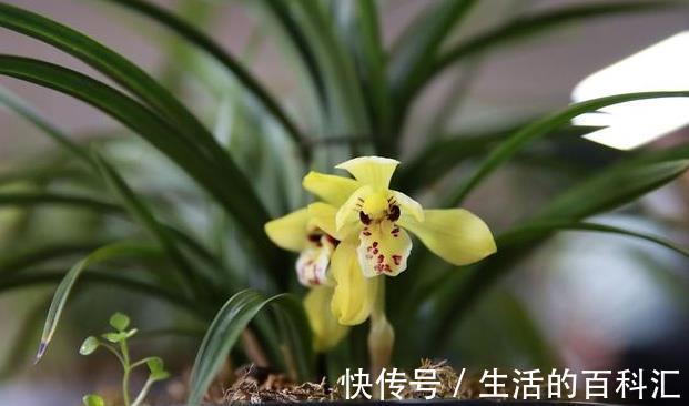秘诀|建兰是她的软肋,失败了五次,终于掌握了催花秘诀,其实很简单