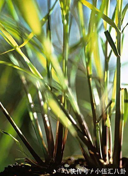 植株|盆栽“法宝”:收获前是“驱虫剂”,收获后可香料、可茶饮!