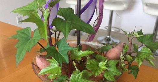 它被称为蔬菜皇后,又被称为长寿菜!阳台种菜就选它,不要错过!