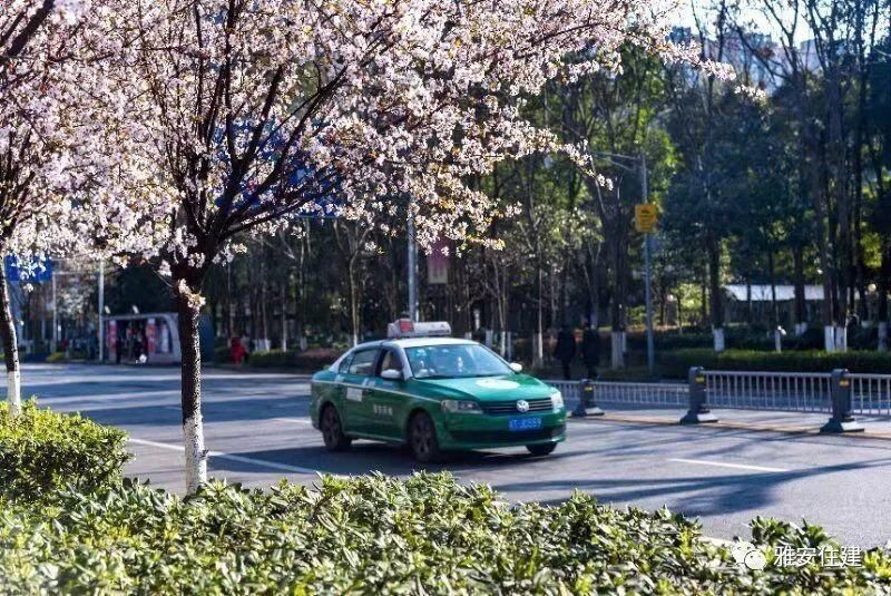 樱花绽放 扮靓雨城街头