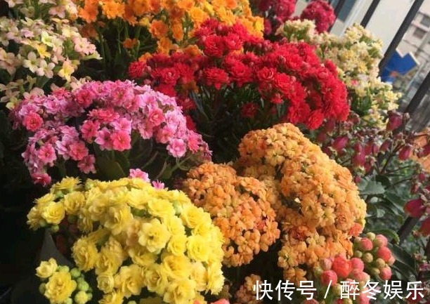 长寿花|邻居在阳台养30盆长寿花，阳台天天都是“花海”，人见人夸