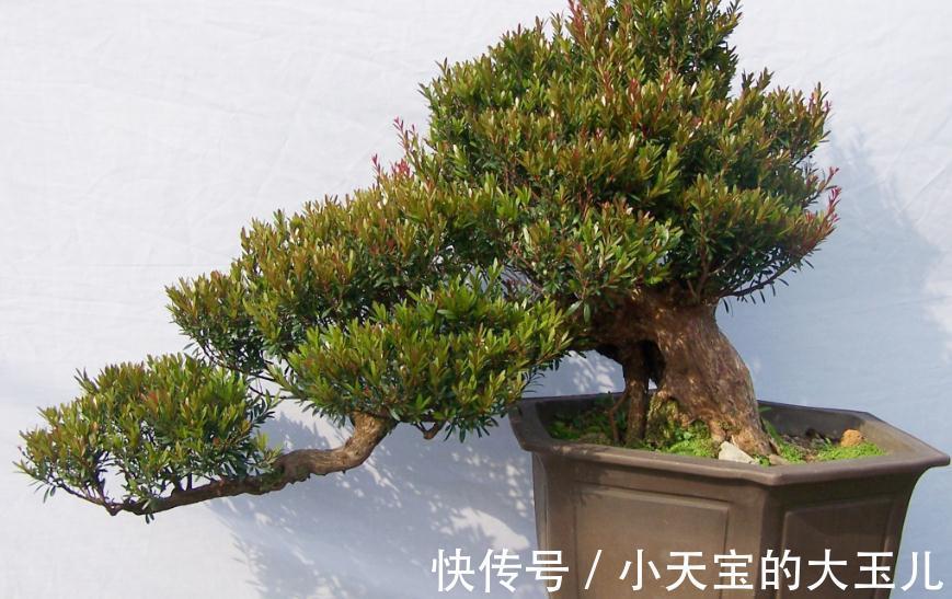 赤楠盆景养护有哪些注意事项，掌握方法技巧轻松解决问题