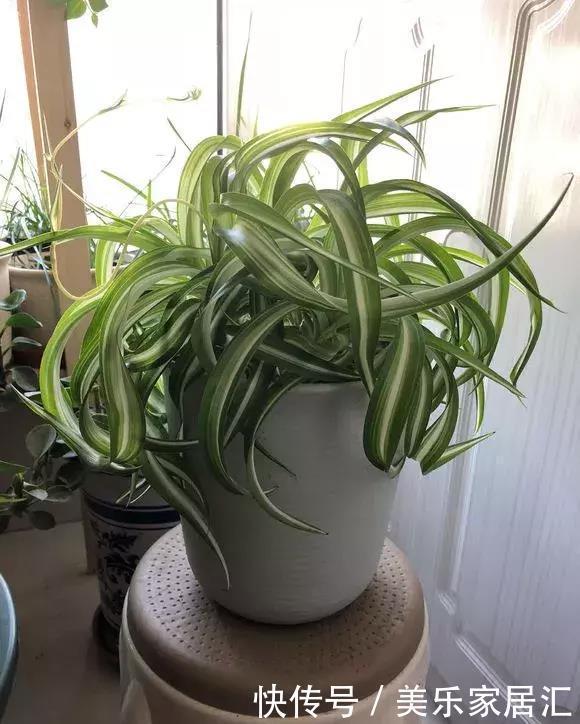 银边吊兰|13种常见吊兰,个个美成仙,快看看你家有几种?