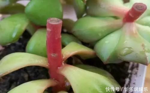秋丽|多肉原来还能这么玩，嫁接方法很简单，轻松爆盆还好看！