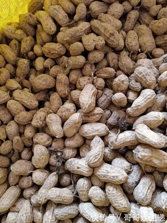 树皮|养花最怕烂根,盆底垫点料,盆土透气排水畅快,根粗叶绿开花勤