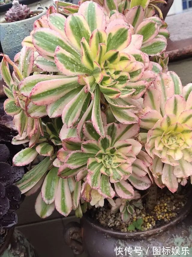 遇见，是一生！遇见多肉，是我的余生和全部！