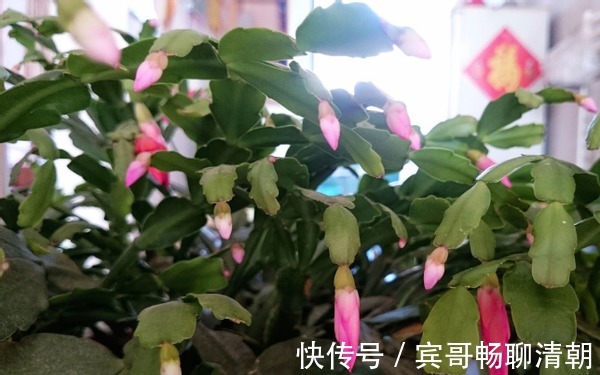 怎么让花期中的蟹爪兰接连开花满足“3要素”开不停