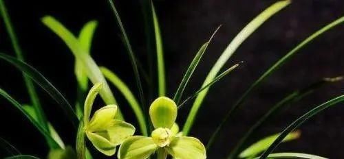 你觉得兰花怎么样？