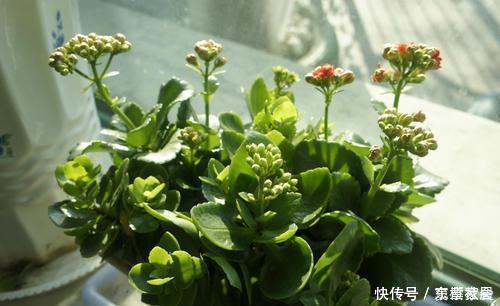 豆瓣绿|3种花，不能让它长成高个子，一长高就剪，越剪越值钱