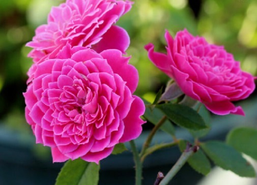 不是牡丹胜似牡丹,花开四季,芳香四溢,阳台养一盆,赏花一整年