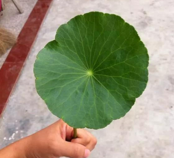 铜钱草养在这个地方,一周就爆盆,叶子能长成巴掌这么大