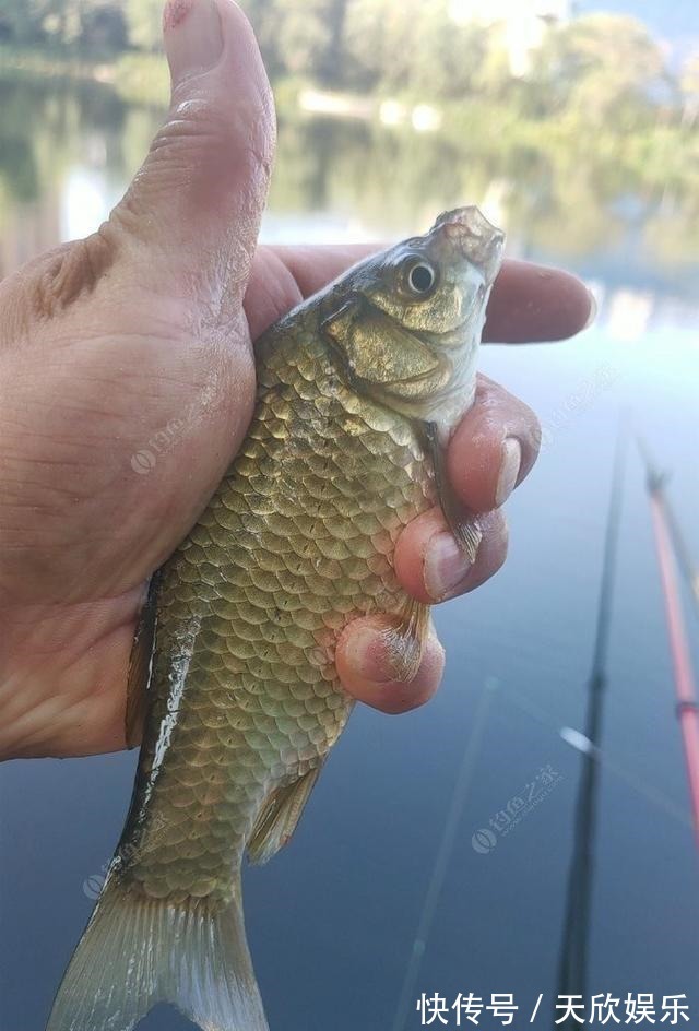 向高龄钓友请教的“摇三摇”钓法,毫无保留的分享给大家