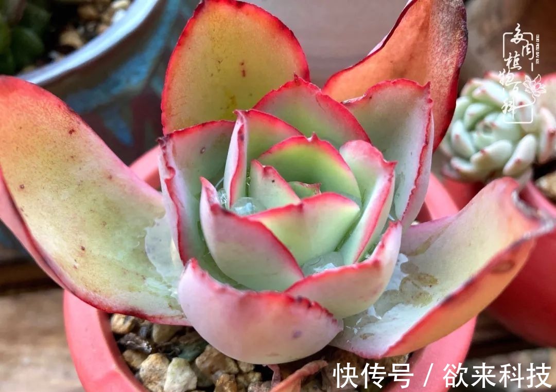 柴米油盐的日子,养几盆多肉吧,为生活添几抹色彩!