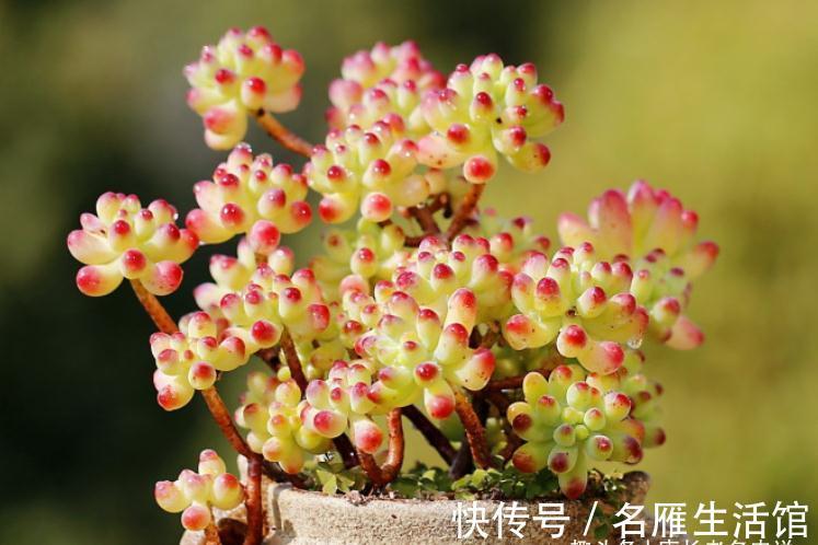 以至深秋,养一棵乙女心多肉老桩,冬天叶片就像QQ糖一样红润通透