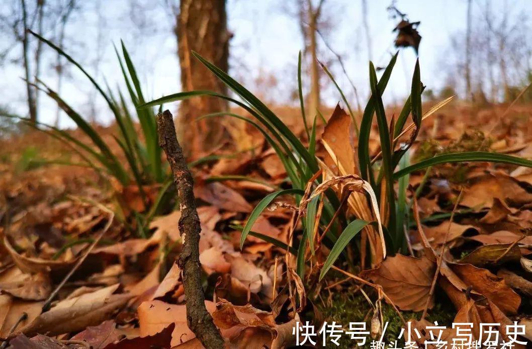 山上的兰花，也有只长苗而不开花的，你知道是什么原因吗？