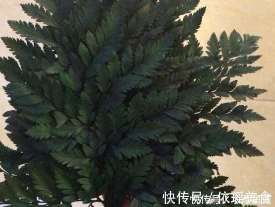 光照|室内“3种花”一见光就烂根,只要摆角落,一年四季“翠亮如春”