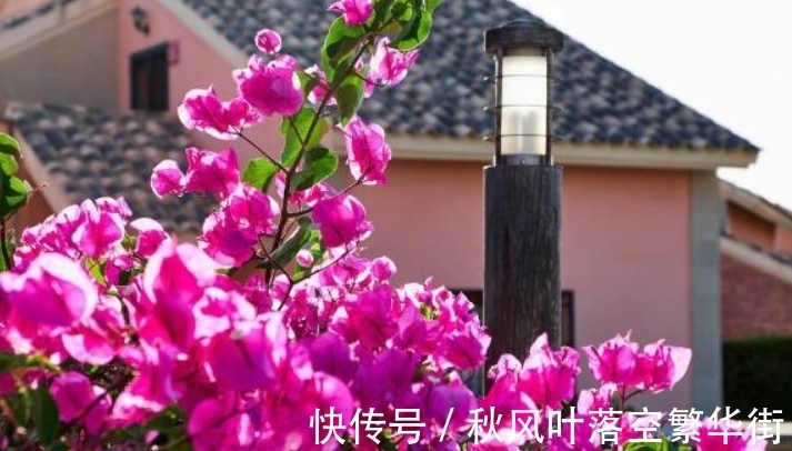 真正会养三角梅的人,都知道这3个“要点”,所以三角梅叶绿花多