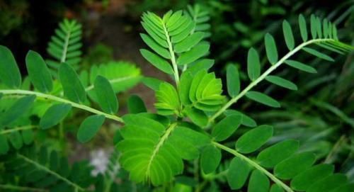 尿路感染|农村田边的野草,人称“珍珠草”,价值珍贵,若遇见,记得带回家