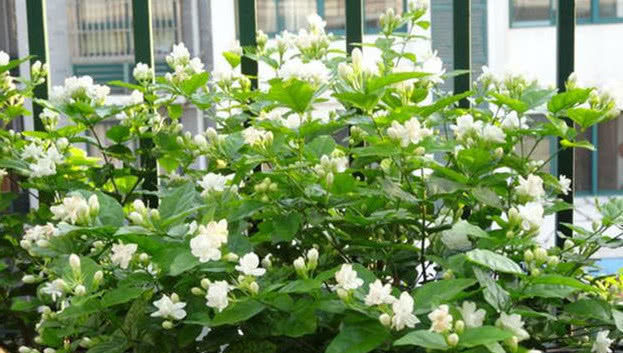 蚯蚓|养栀子花、茉莉花,学会关键“1招”,不黄叶、掉蕾,花开满枝