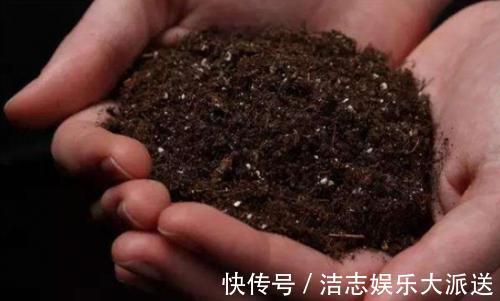 瓦片儿|吃饭剩下“大骨头”，埋花盆里，比花肥好用，高档花卉专用，养根