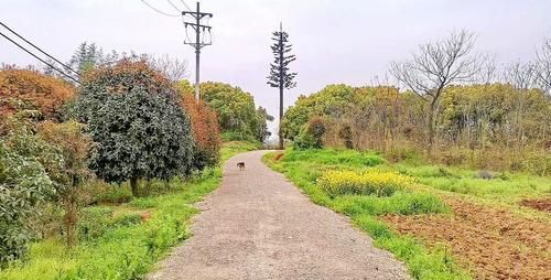 原创图集《东湖野趣》——你相信这里也是武汉的东湖风景区吗？