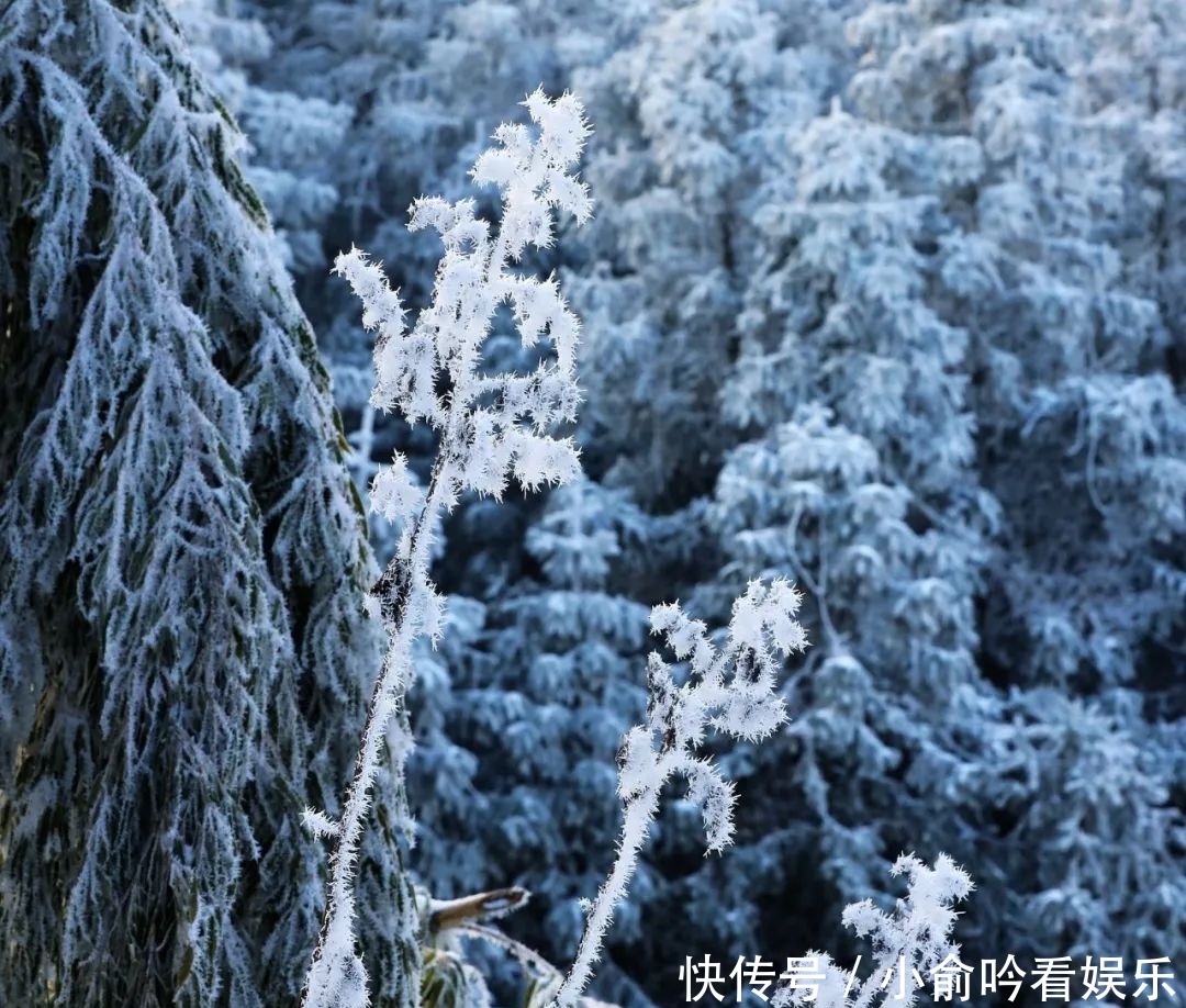 雪景|遂昌大美雪景图！让你一次看个够