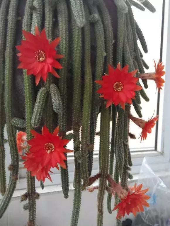 5种多肉“养不死”,1个月不浇水照样爆盆,5年养出“大老桩”